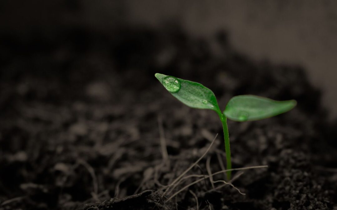 Rodzicielstwo – ale jazda! Warsztaty on-line – odc. 3